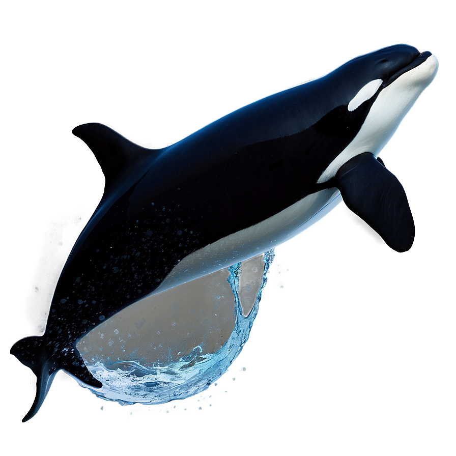 Orca In Moonlight Png 66