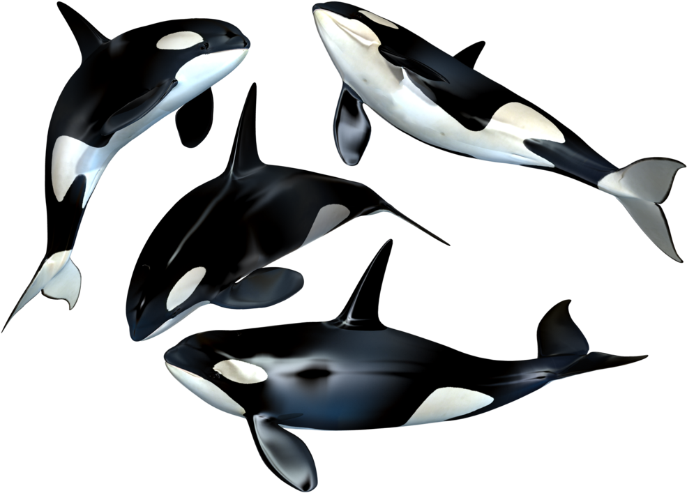 Orca Pod3 D Render