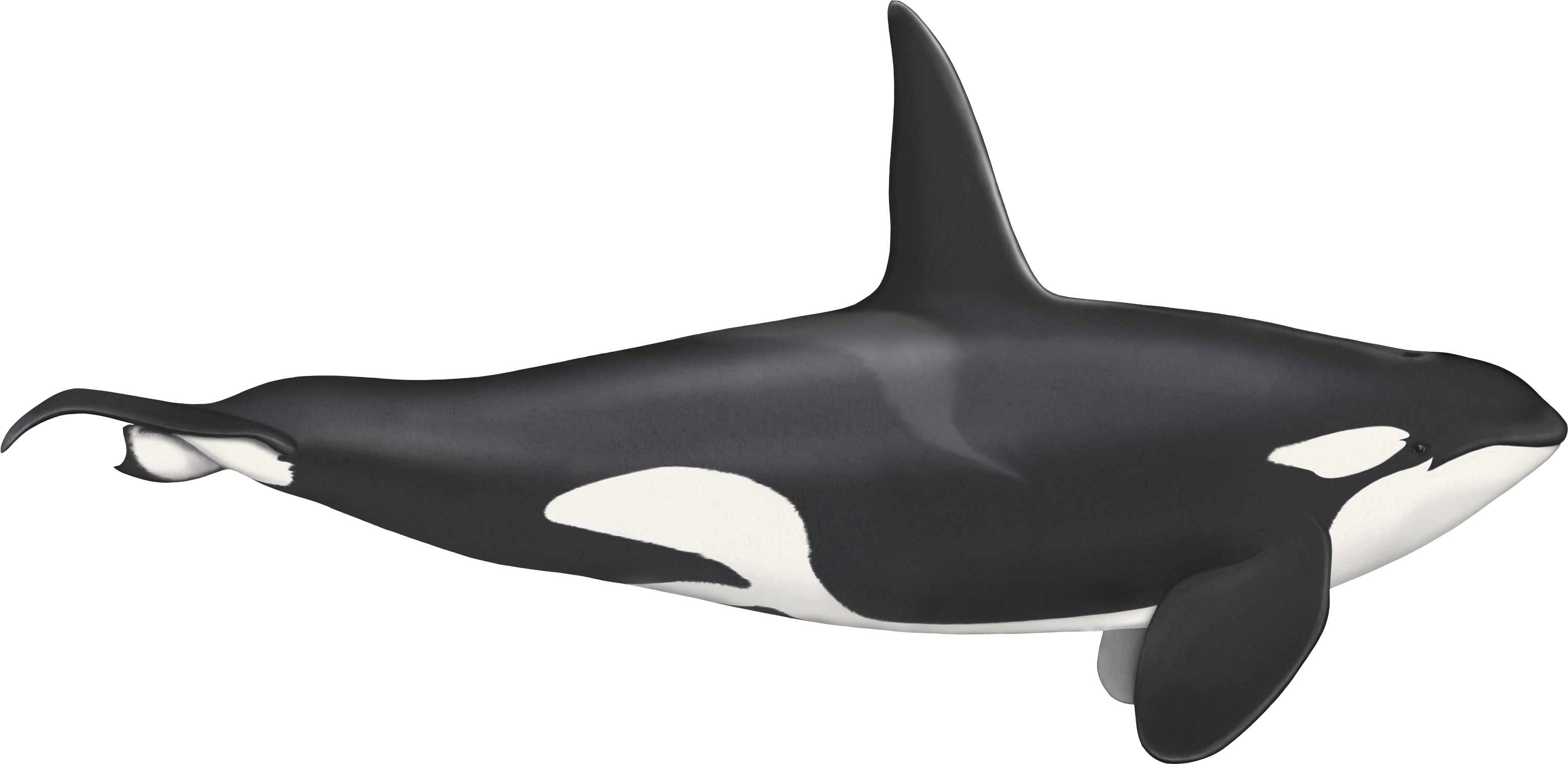 Transparent Orca Whale Png - Killer Whale, Png Download PNG with transparent background