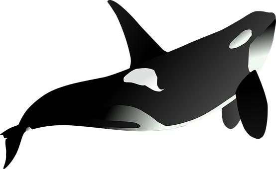 Orca Silhouette Artwork PNG with transparent background