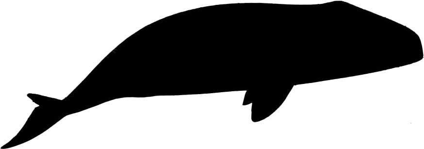 Whale Png Hd Images, Stickers, Vectors - Whale, Transparent Png PNG image with a transparent background, free high-resolution download
