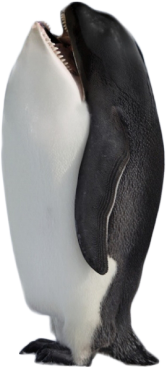 Orca Standing On Tail