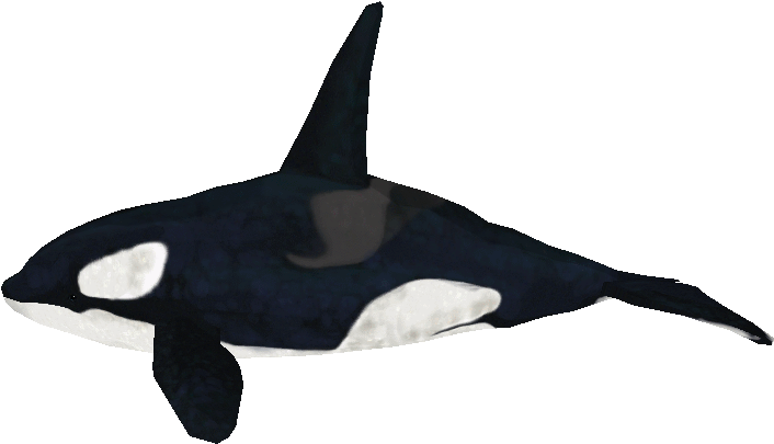 Download Zip Archive - Zoo Tycoon 2 Orca Model, HD Png Download PNG with transparent background