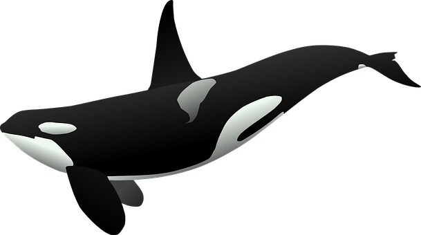 Orca Vector Art PNG with transparent background