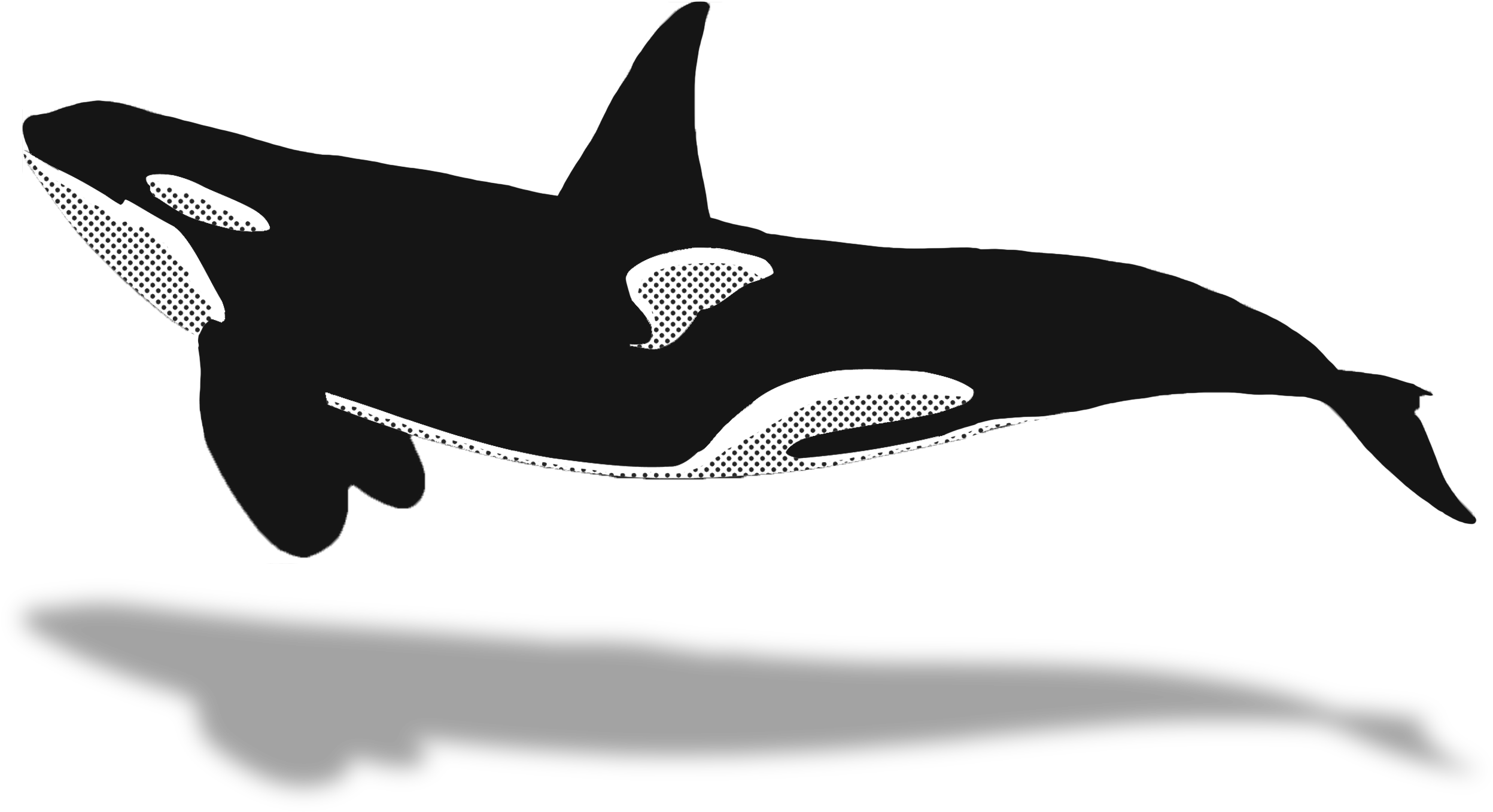 Orca Vector Illustration