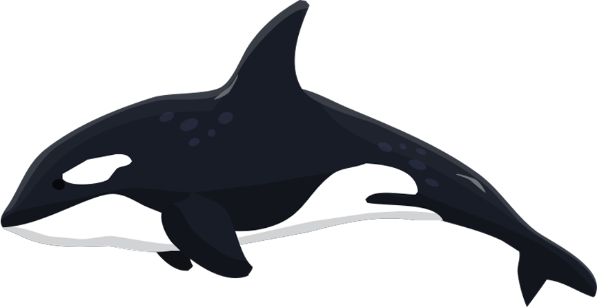 Fishbank Image Description - Orca Clipart, HD Png Download PNG with transparent background