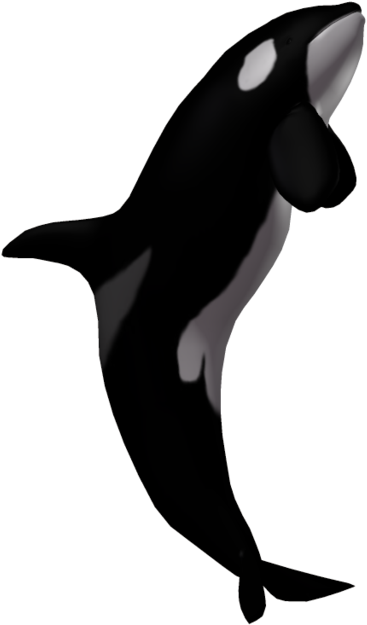 Orca Whale Clipart Illustration