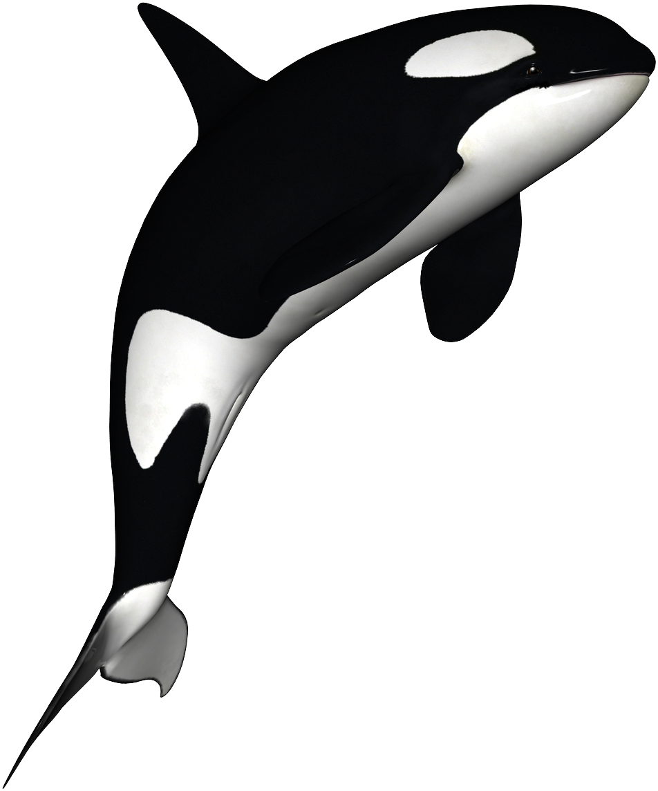 Orca Whale Illustration