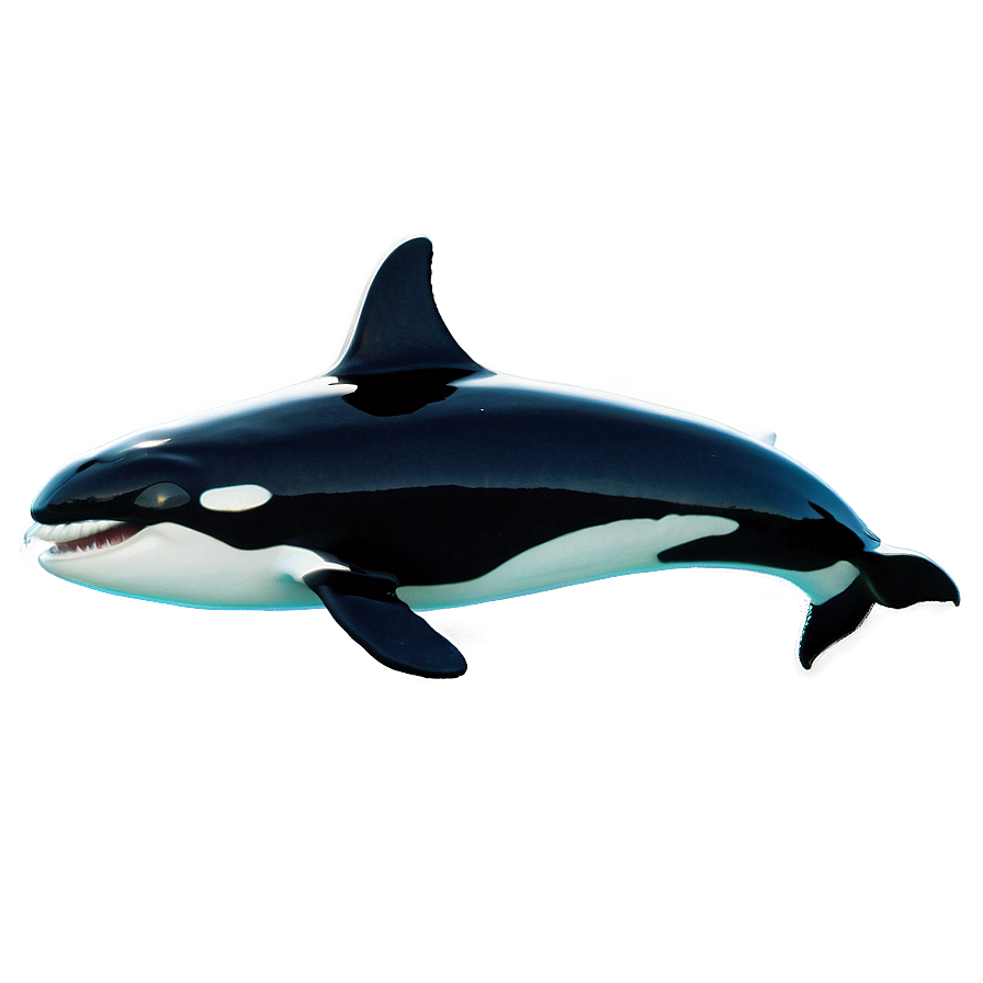 Orca Whale Jumping Png Tks