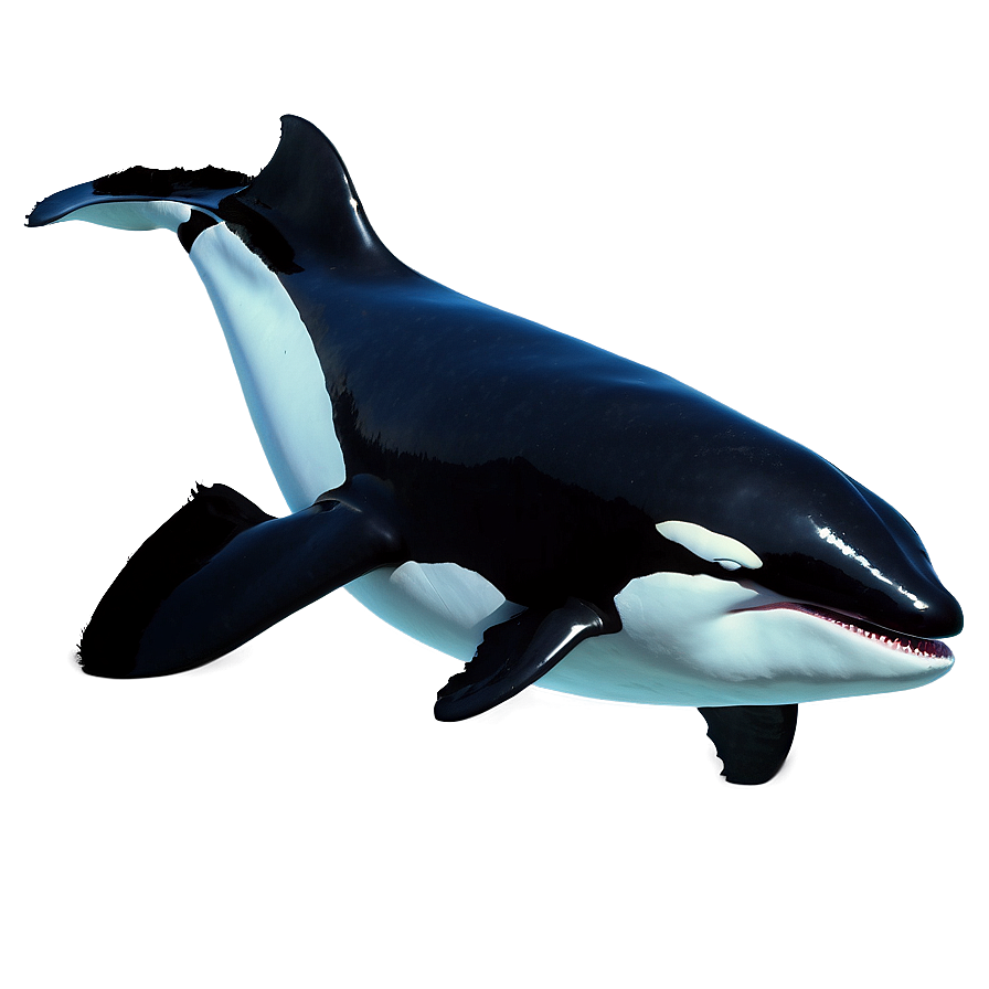 Orca Whale Png 05232024