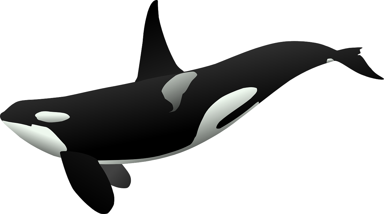 Orca Whale Vector Illustration