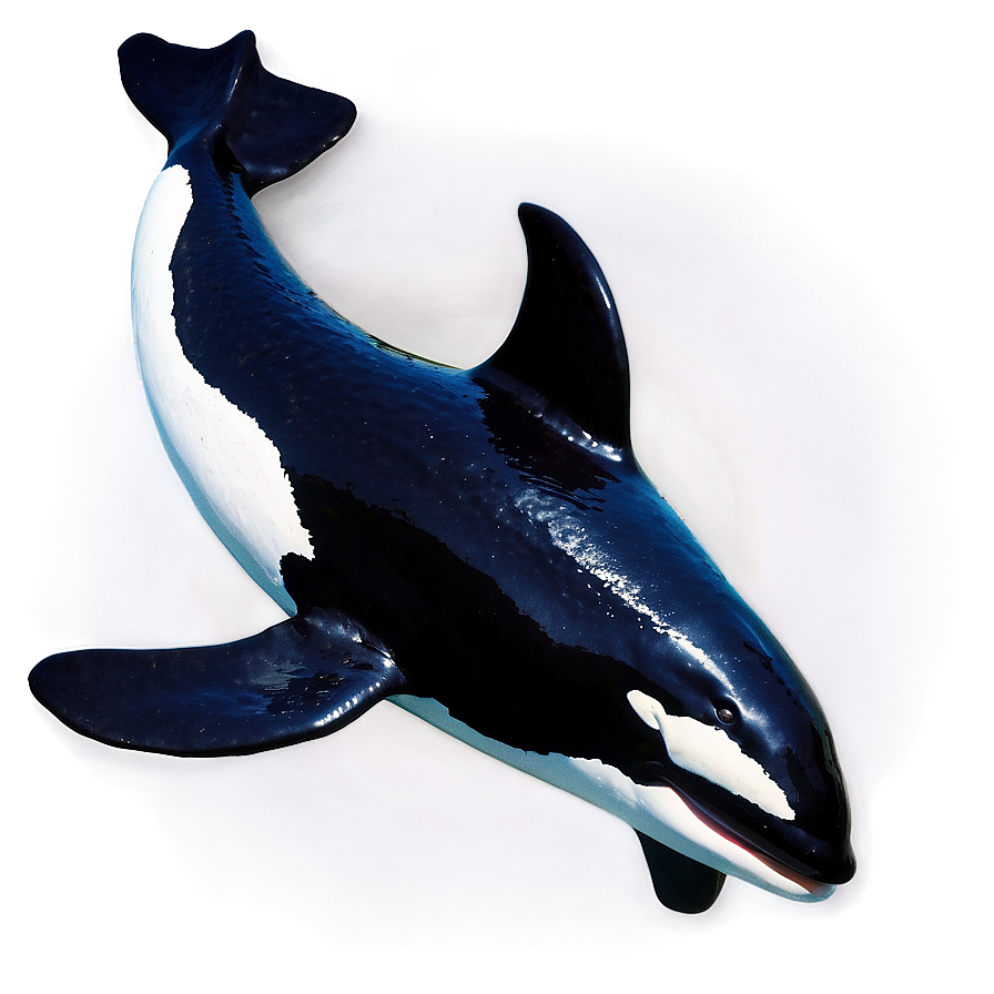 Orca With Dorsal Fin Png 05242024