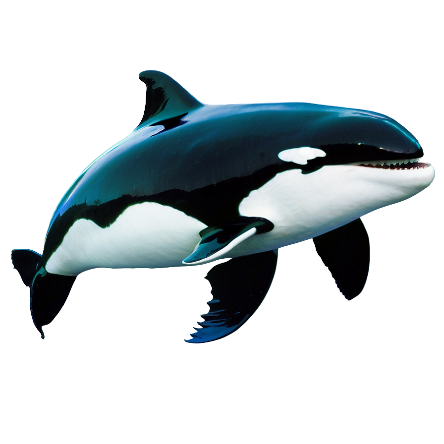 Orca With Fish Png 17