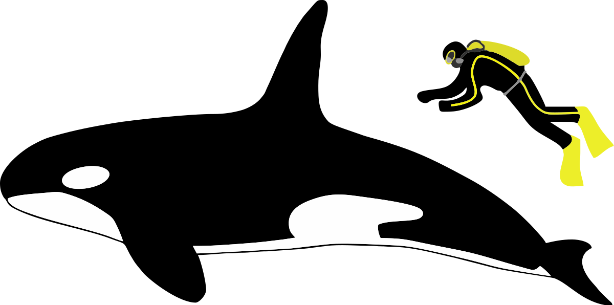 Transparent Killer Whale Png - Orca Human Size Comparison, Png Download PNG image with a transparent background, free high-resolution download