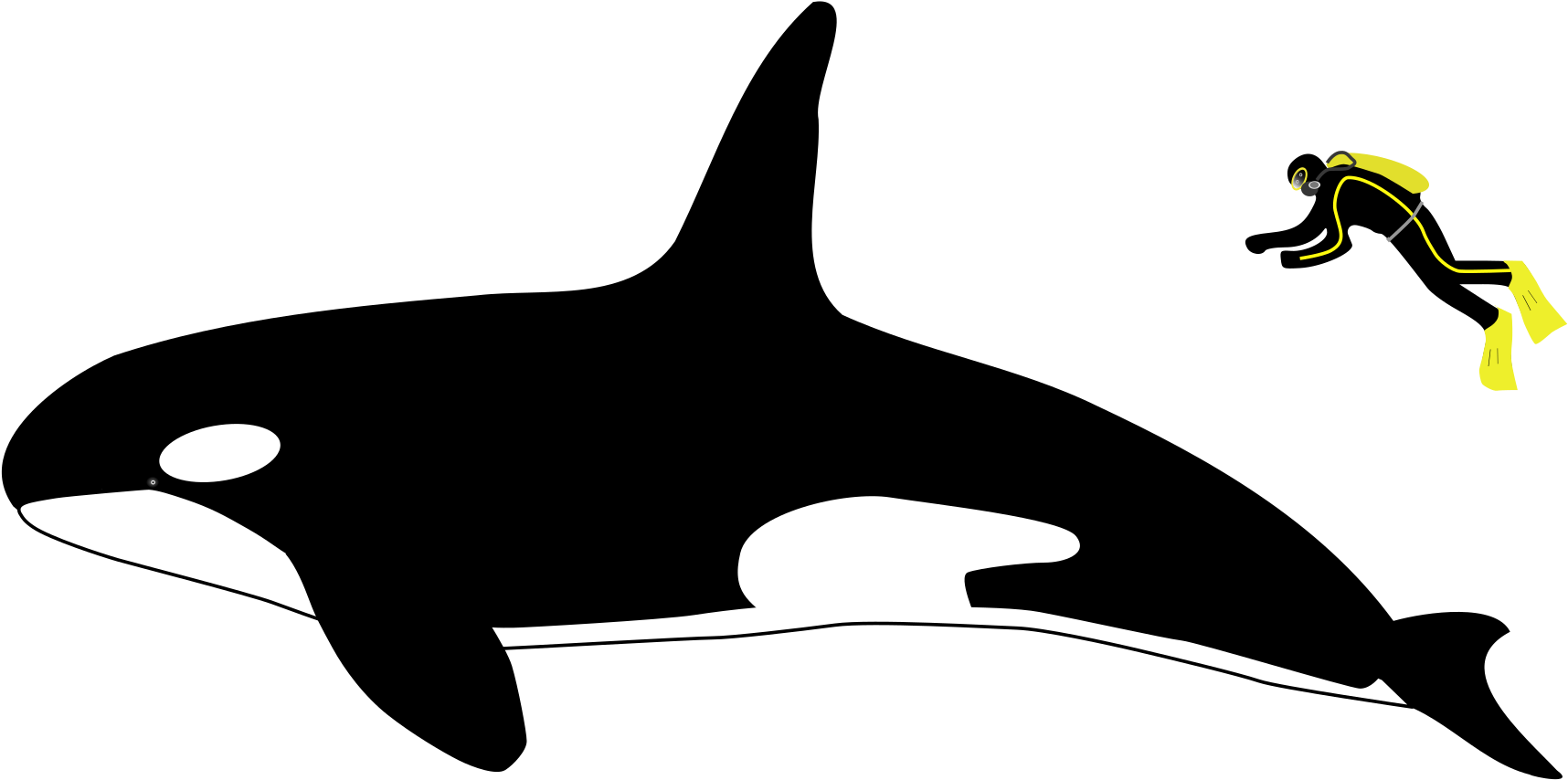 Orca Transparent Svg - Orca Vs Human Size, HD Png Download PNG with transparent background