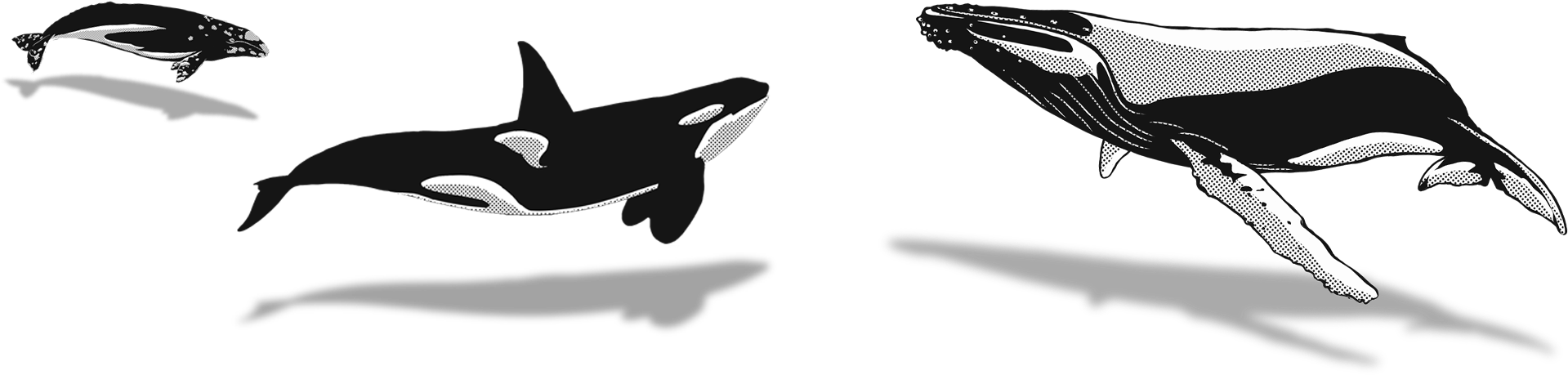 Orcaand Whales Illustration