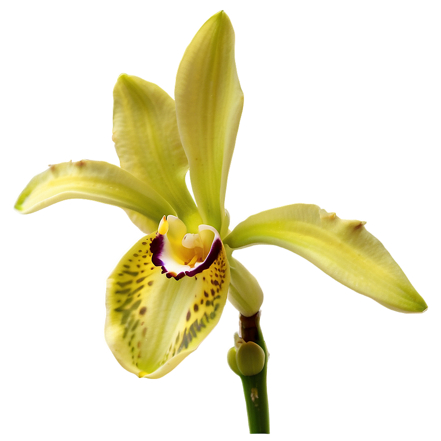 Orchid Bloom PNG 24 PNG with transparent background