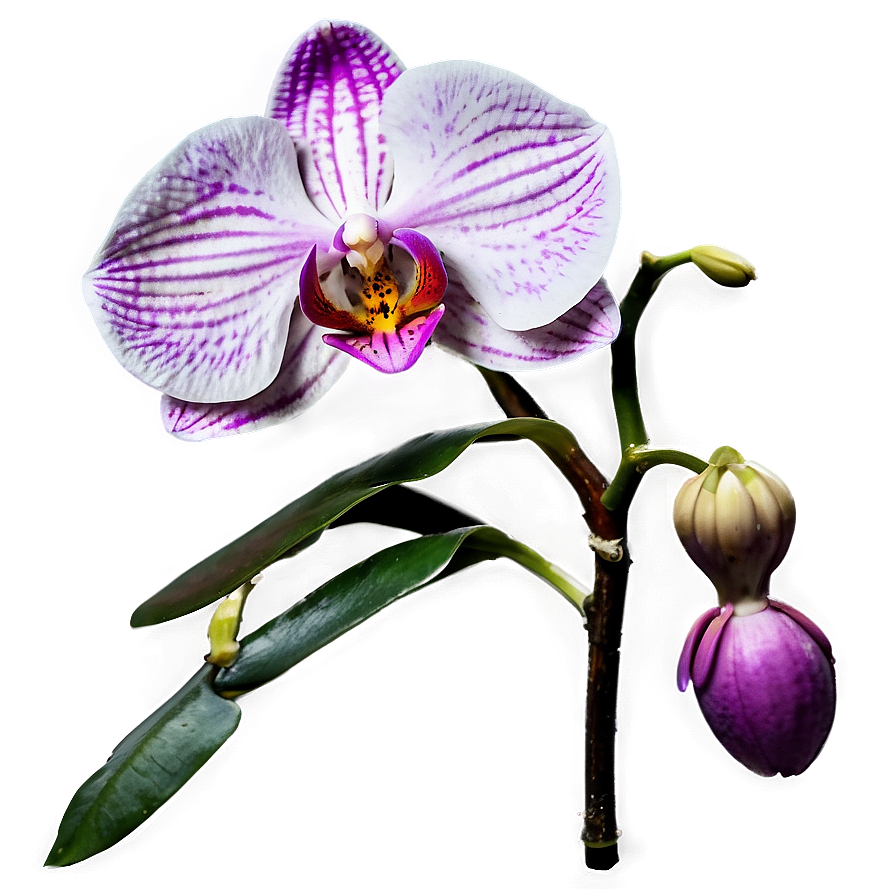 Orchid Bloom PNG qef PNG with transparent background