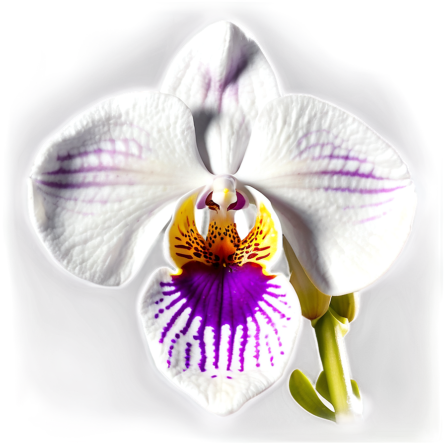 Orchid Bloom PNG wsi PNG with transparent background