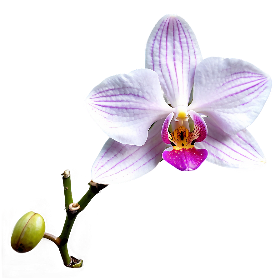 Orchid Flower Outline Png Kur