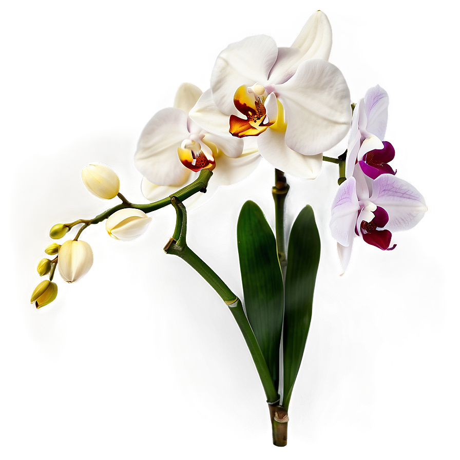 Orchid Flower PNG 05242024 PNG with transparent background