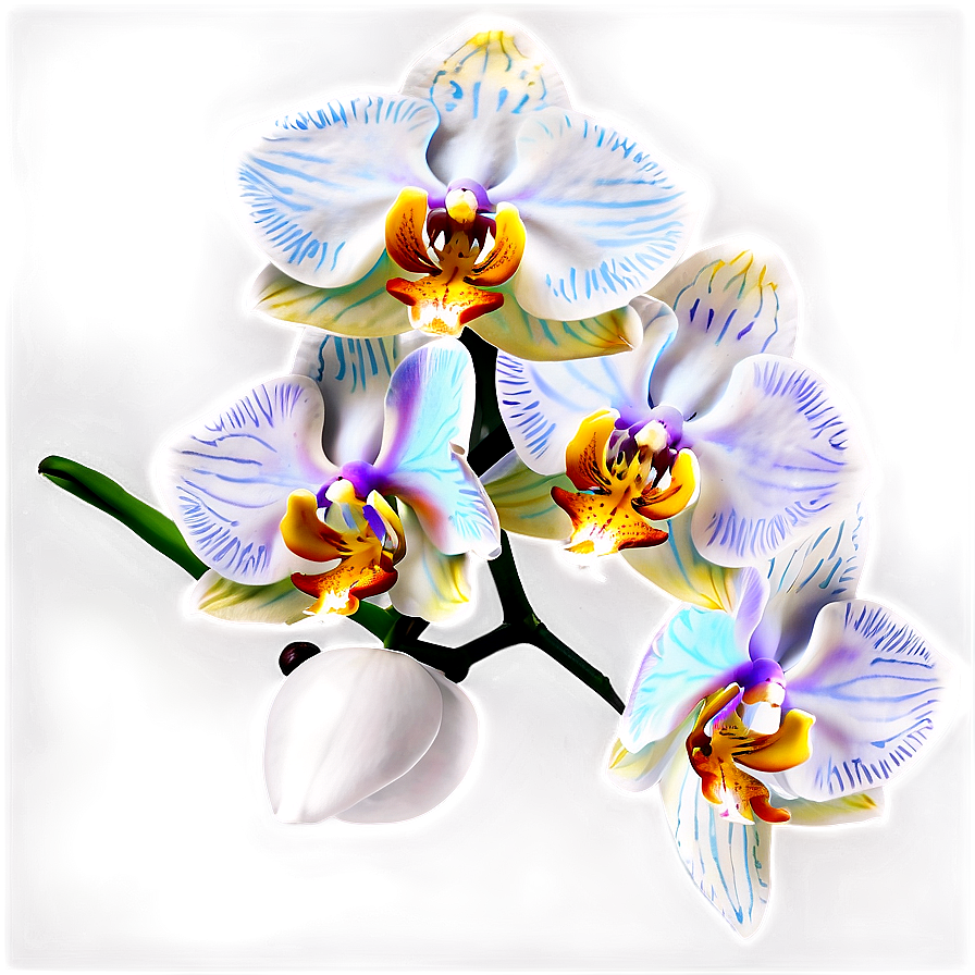 Orchid Flower PNG xut76 PNG with transparent background