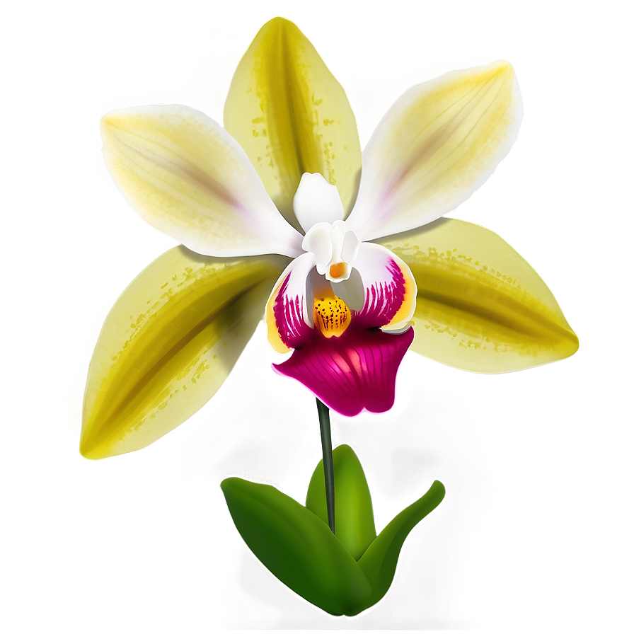 Orchid Flower Transparent PNG iwm PNG image with a transparent background, free high-resolution download