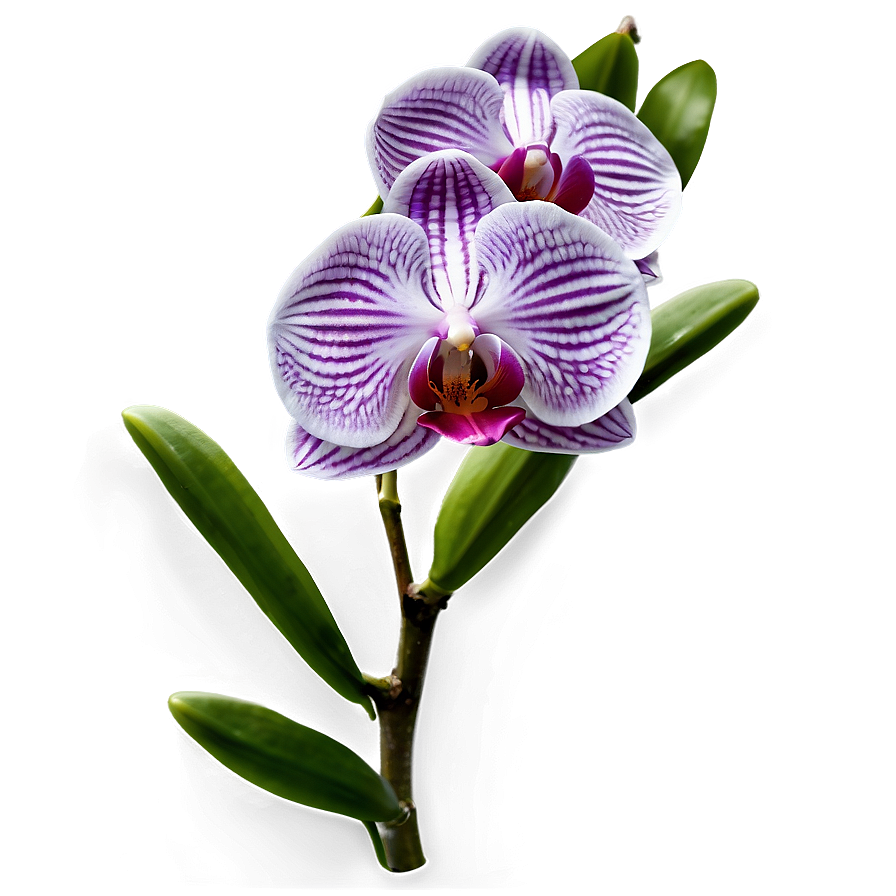 Orchid Flower Transparent PNG xeg PNG image with a transparent background, free high-resolution download