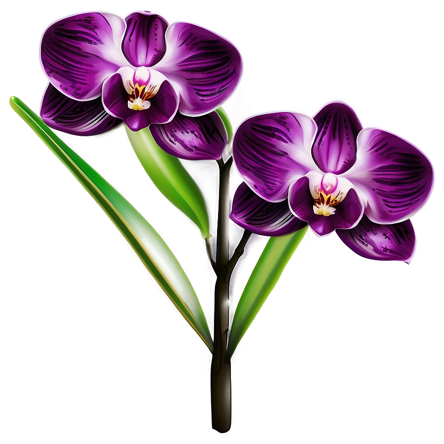 Orchid Illustration PNG 66 PNG with transparent background
