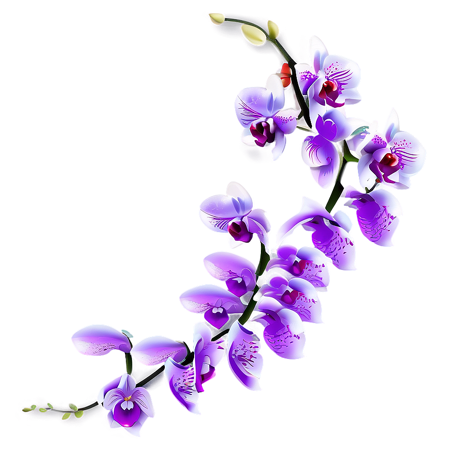 Orchid Illustration PNG ksx73 PNG image with a transparent background, free high-resolution download