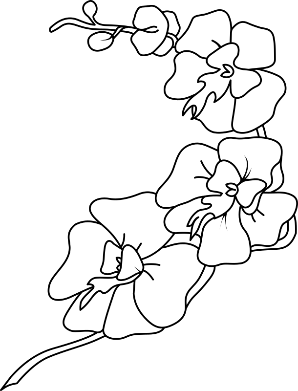 Orchid Clipart Black And White, HD Png Download PNG with transparent background