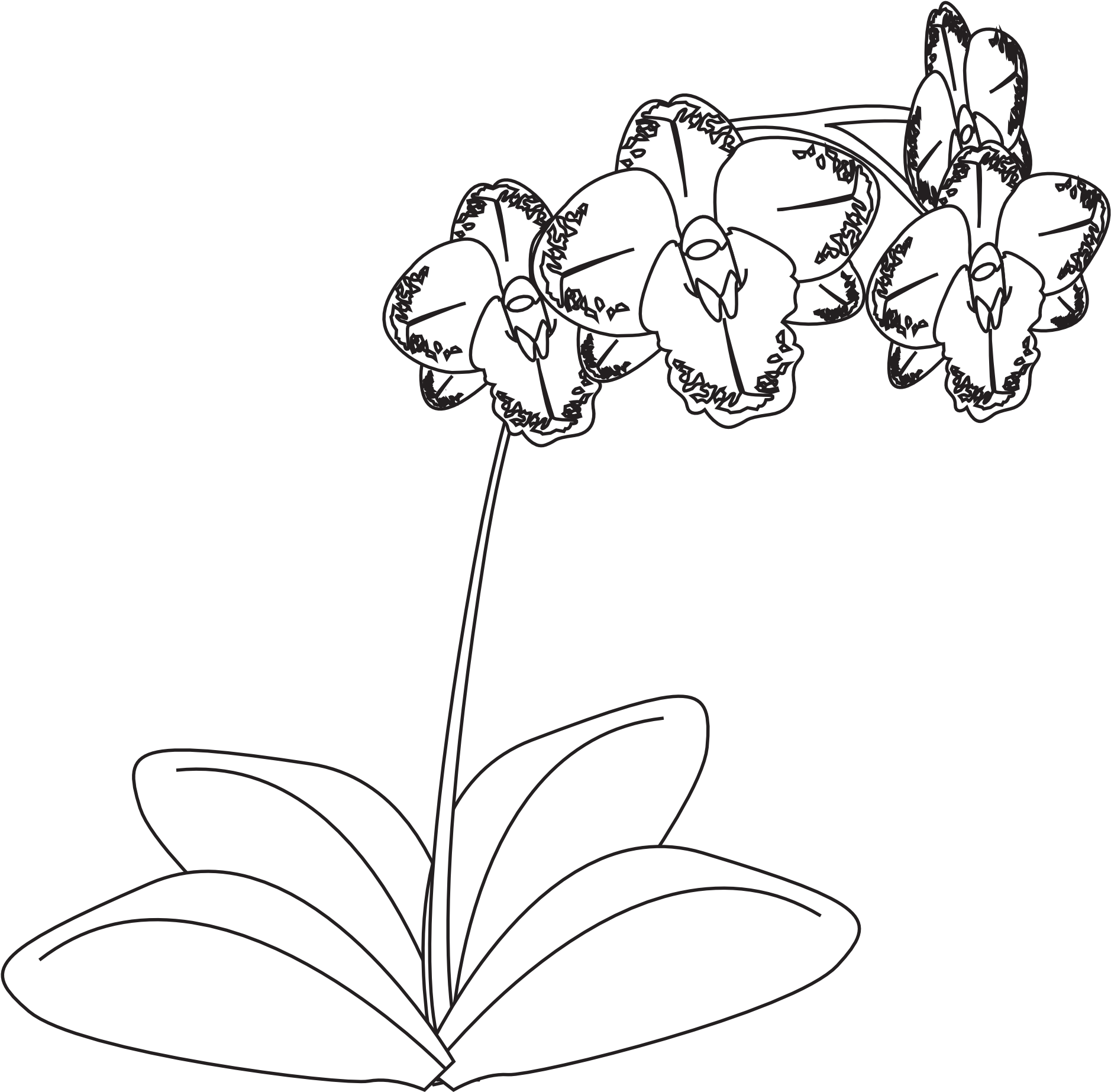 Orchid_ Line_ Drawing