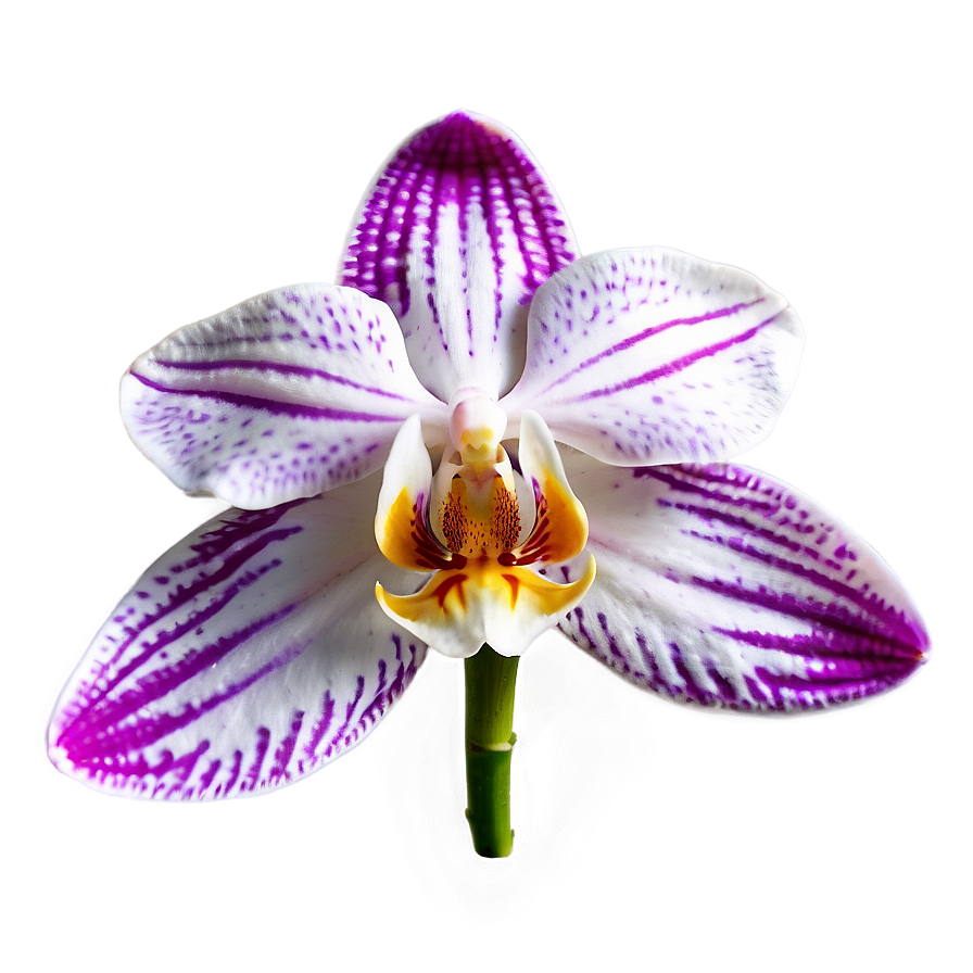 Orchid Petal PNG 05242024 PNG with transparent background
