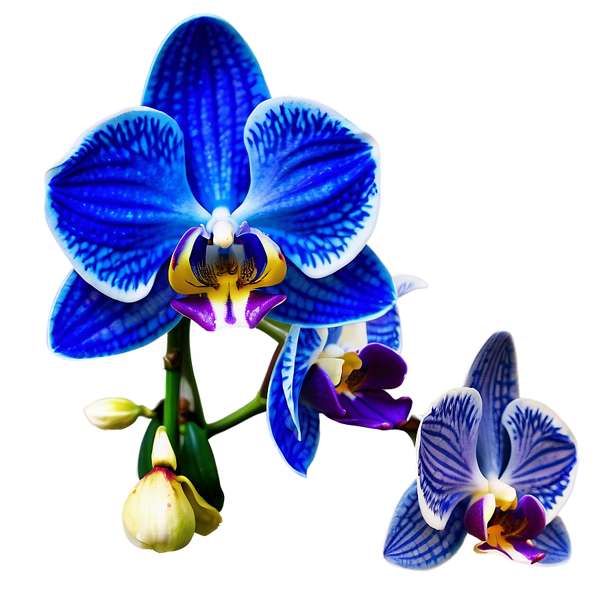 Orchid Petal Png 99