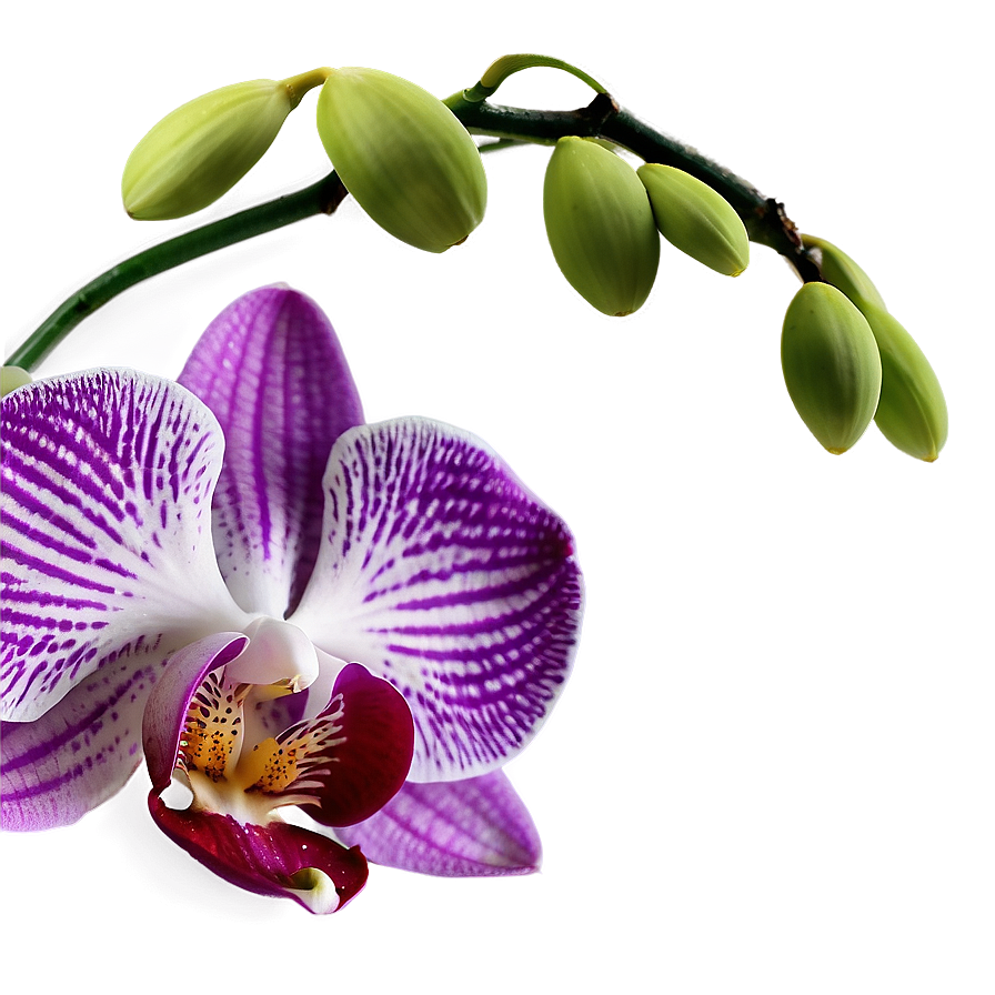 Orchid Petal PNG pby63 PNG with transparent background