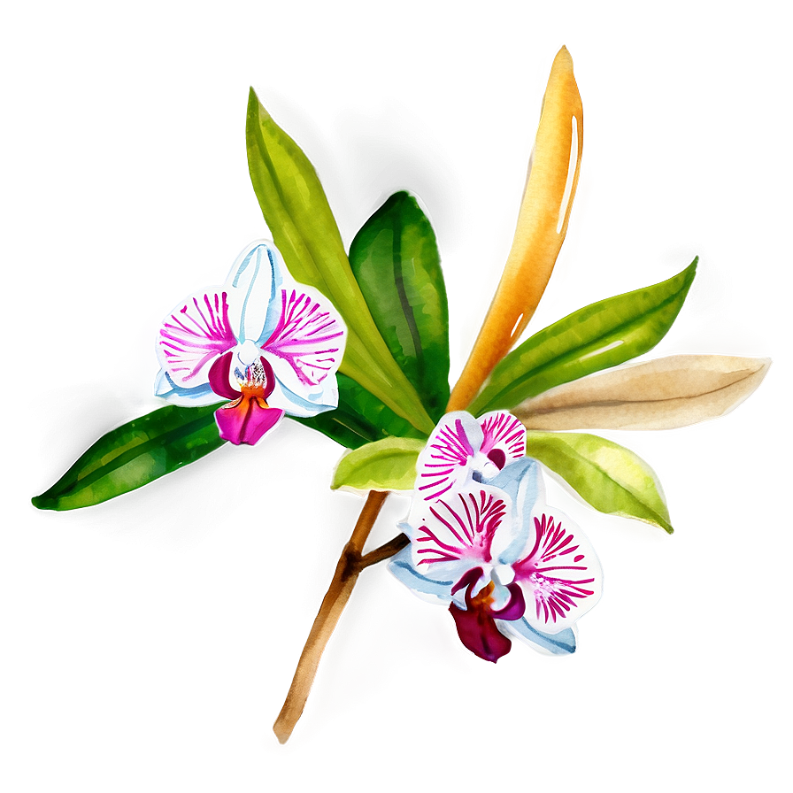 Orchid Watercolor PNG 05242024 PNG image with a transparent background, free high-resolution download