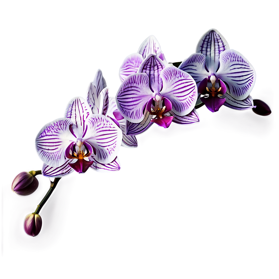 Orchid Watercolor PNG 05242024 PNG image with a transparent background, free high-resolution download