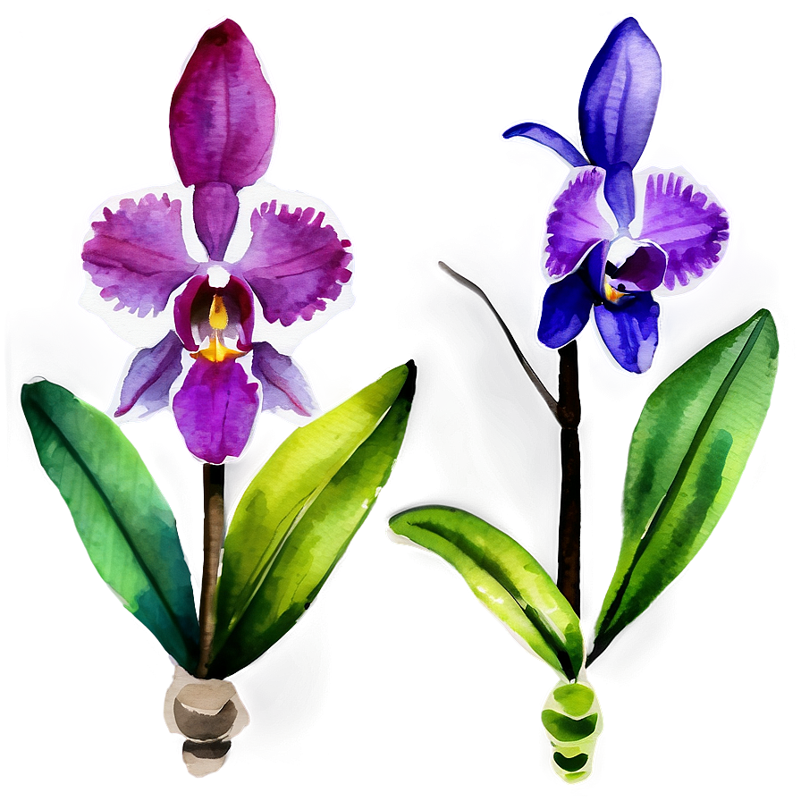 Orchid Watercolor PNG 87 PNG image with a transparent background, free high-resolution download