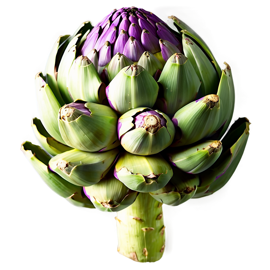 Organic Artichoke Png 06252024