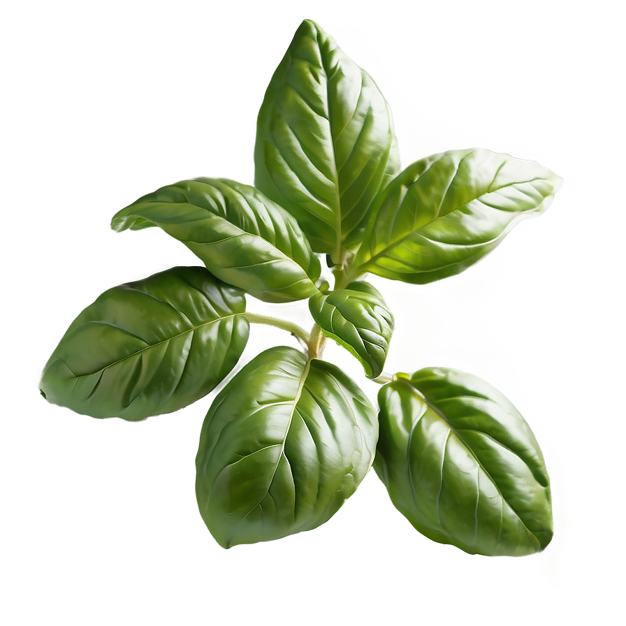 Organic Basil Herb Png Fkh