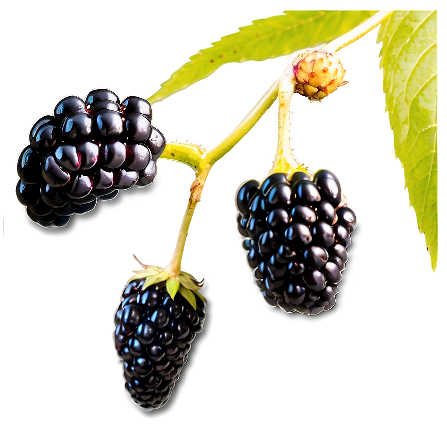 Organic Blackberry PNG 05232024 PNG with transparent background