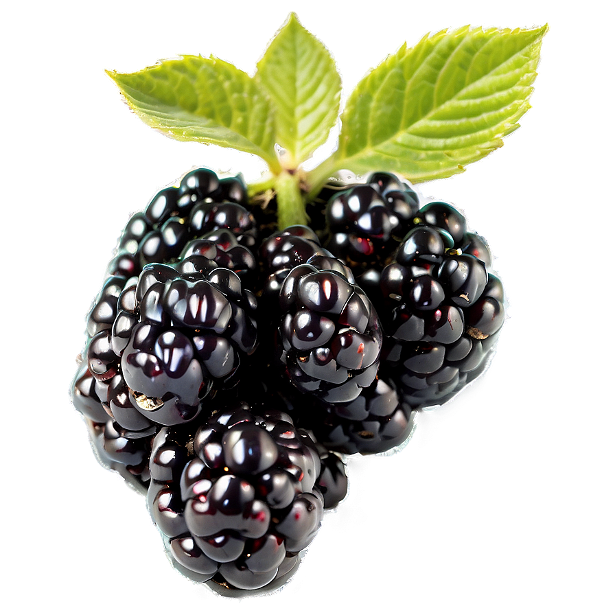 Organic Blackberry PNG 41 PNG with transparent background