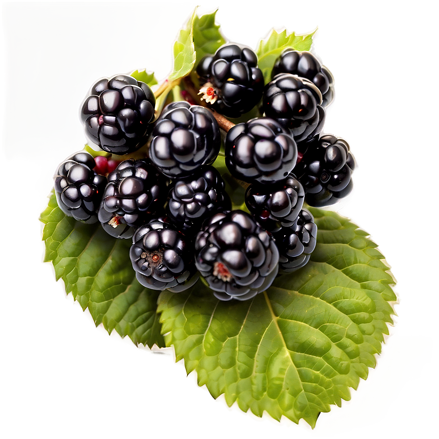 Organic Blackberry PNG gms PNG with transparent background