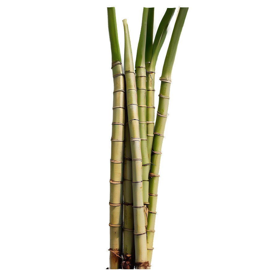 Organic Farm Fresh Sugarcane Png Upr