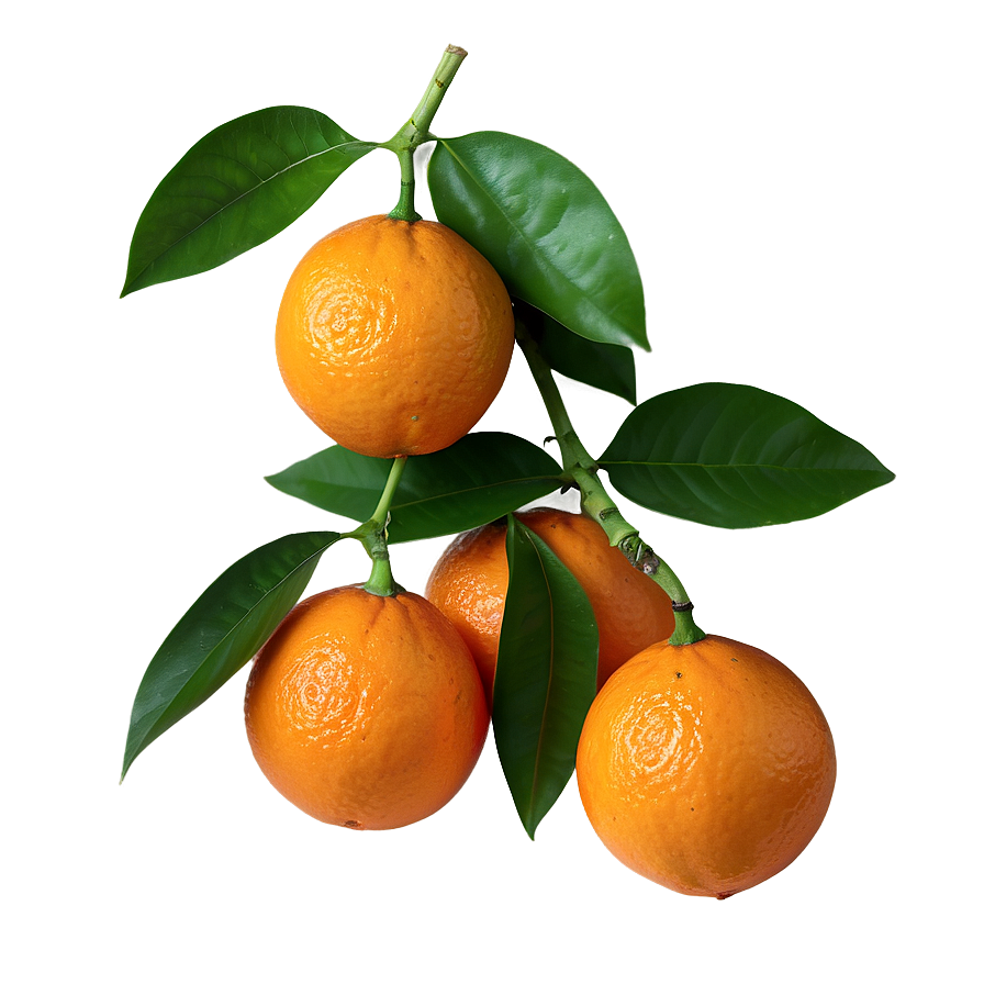 Organic Fresh Orange Png Tvq