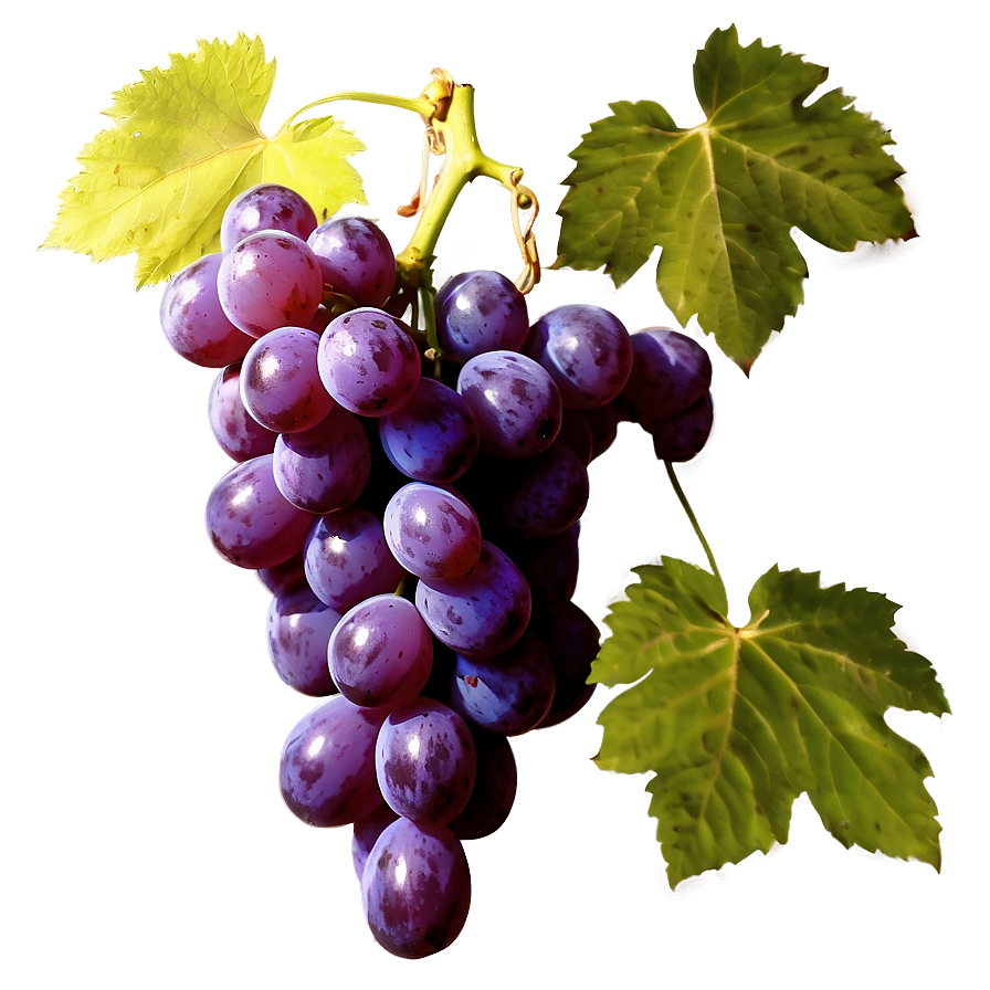 Organic Grape Picture Png 39