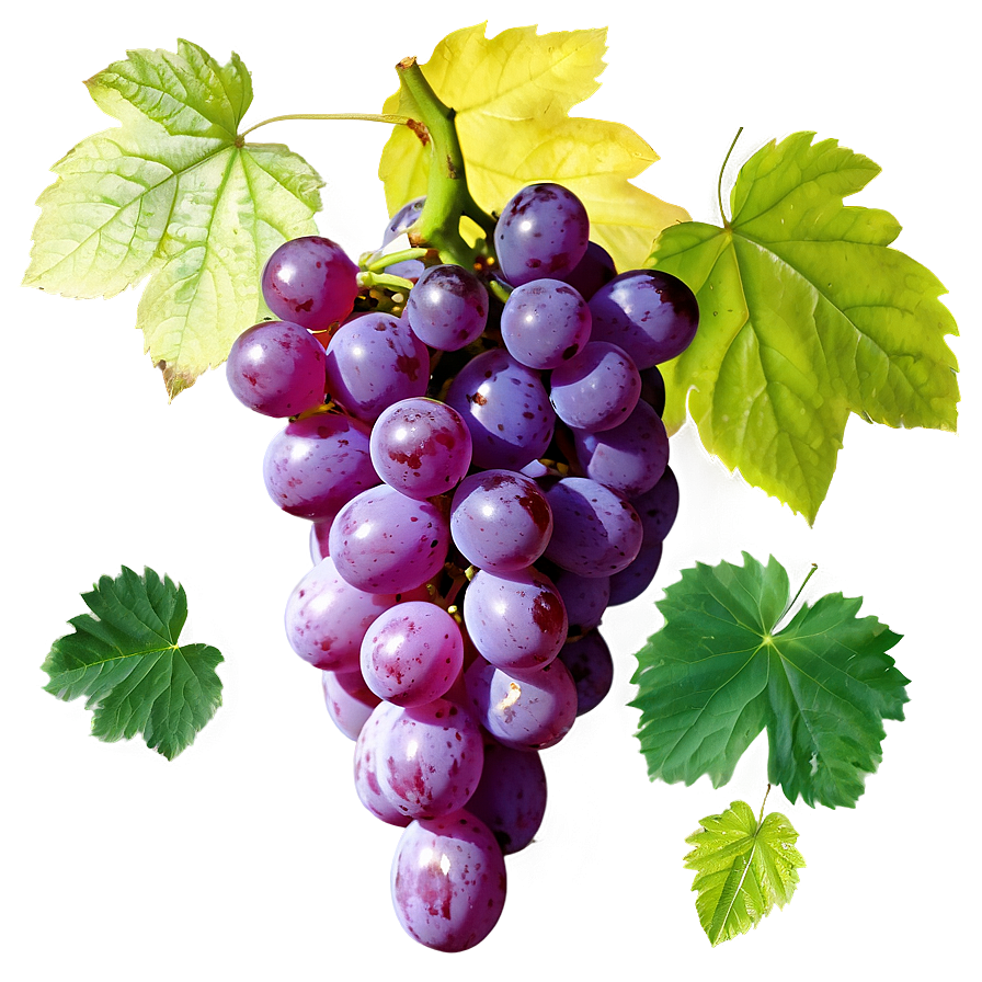 Organic Grape Picture Png Emc