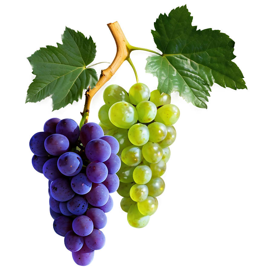 Organic Grape Png Ssq