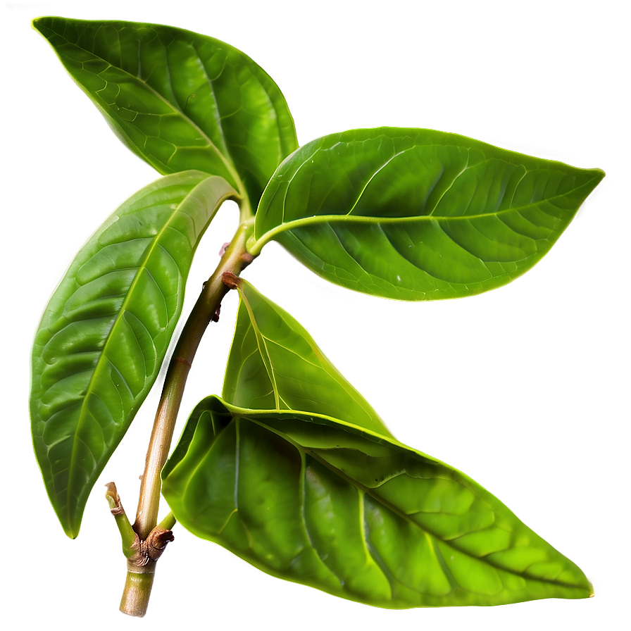 Organic Green Tea Leaves PNG 91 PNG with transparent background