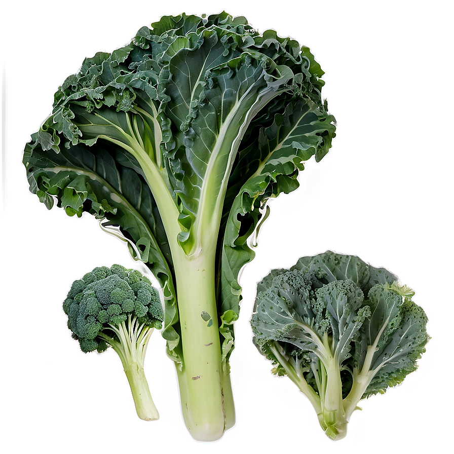 Organic Kale Leaves Bundle PNG 69 PNG with transparent background